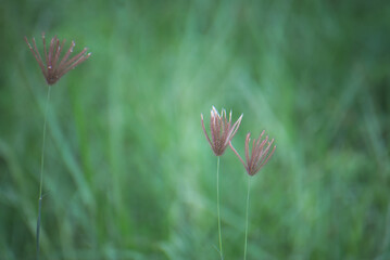 Grass flowers in my garden