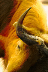 Wall Mural - portrait of a Takin in motion blur