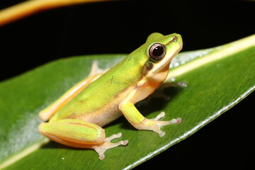 Eastern dwarf tree frog (Litoria fallax)