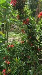 Wall Mural - Slow motion Vertical video: Beautiful Swallowtail Butterfly In Garden