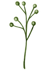 Wall Mural - Green branch with buds transparent png