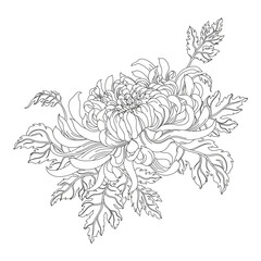 Wall Mural - Png Chrysanthemum flower element, transparent background