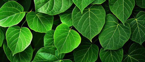 Sticker - A close up of green leaves with a lot of detail