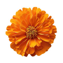 Canvas Print - Beautiful marigold flower flat lay, top view