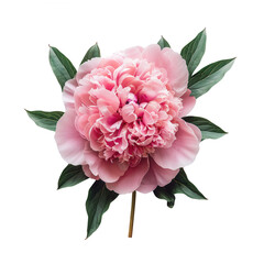 Canvas Print - The beautiful peony flower flat lay showcases a stunning top view.