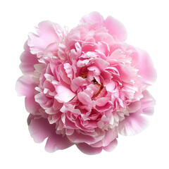 Canvas Print - Beautiful peony flower flat lay, top view with delicate petals in full bloom