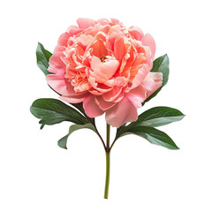 Wall Mural - Stunning peony flower flat lay, viewed from the top for a breathtaking display.