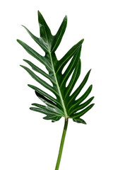 Wall Mural - Fresh green Philodendron Xanadu leaf transparent png