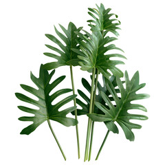 Wall Mural - PNG Fresh green Philodendron Xanadu leaves  transparent background