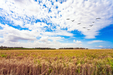 Wall Mural -  Cloudy spring day