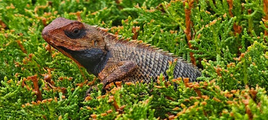 Chameleon in green bush