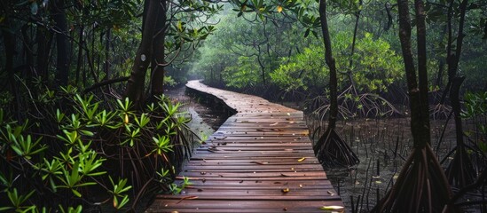 Poster - Wooden Path Through Lush Mangrove Forest