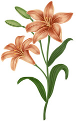 Sticker - vintage lily flower transparent png