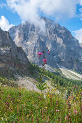 Poster - Martagon lily flower in a beautiful alps landscape