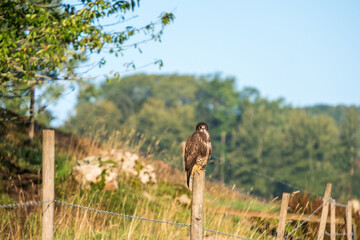 Wall Mural - Common buzzard sitting on a wooden pole