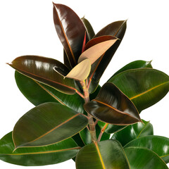 Wall Mural - Fresh natural Indian rubber plant transparent png