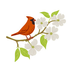 Wall Mural - vector drawing red bird and tree branch with flowers and green leaves, hand drawn northern cardinal at flowering dogwood, isolated nature design element