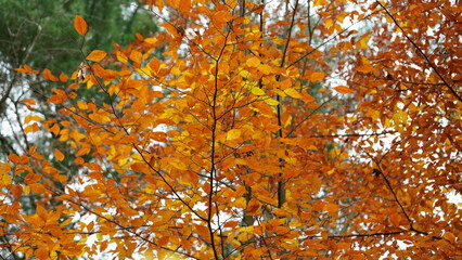 The colorful forest view in the natural park in autumn