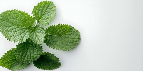Wall Mural - Vibrant Lemon Balm Leaves with Serrated Edges on a White Background. Concept Botanical Photography, Lemon Balm Plant, Close-up Detail Shot, White Background, Vibrant Green Colors