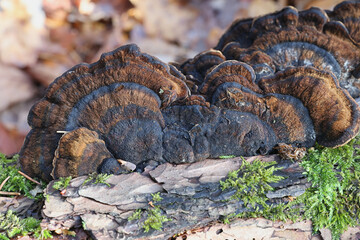 Wall Mural - Ischnoderma benzoinum, known as Benzoin bracket fungus, wild polypore from Finland