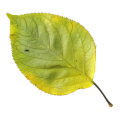 Wall Mural - A leaf is shown in full color, with a white background