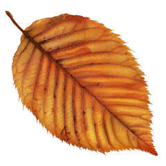 Wall Mural - A leaf is shown in full color, with a yellowish-green hue