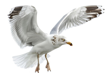 Wall Mural - A seagull mid-dive, wings angled downwards, isolated on white