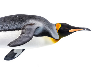 Wall Mural - A king penguin mid-dive, sleek body streamlined, isolated on white