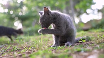 Wall Mural - slow motion portrait of kitten