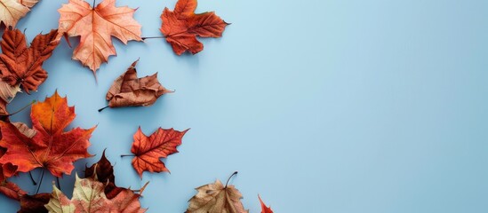 Poster - Autumn-colored maple leaves dried and arranged on a light blue backdrop with copy space image available.
