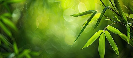 Sticker - Beautiful close-up of a green bamboo leaf against a blurred green background in a garden, ideal for a cover page with copy space image.