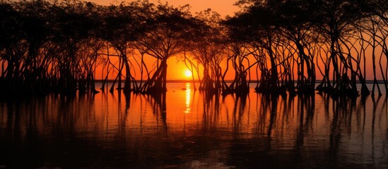 Canvas Print - Silhouetted mangrove trees by the beach during sunset/sunrise with a stunning copy space image.