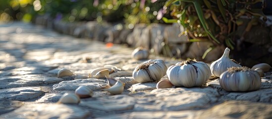 Wall Mural - Stone floor provides copy space image for garlic concept web-logo.