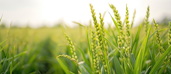 Poster - Asian economy agriculture plant with a white sky background, presenting a viewpoint that includes a copy space image.