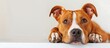 © meristock - American Staffordshire Terrier with cropped ears in red and white color resting indoors against a white background, with copy space image.