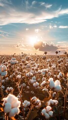 Sunlit cotton field scenery captured in a realistic photograph showcasing scenic beauty