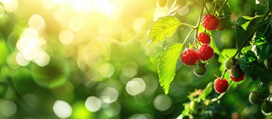 Aufkleber - Fantastic view of wild fruit against a blurred green backdrop in a garden with sunlight, perfect as a background with natural green plants, depicting a fresh and eco-friendly wallpaper concept with