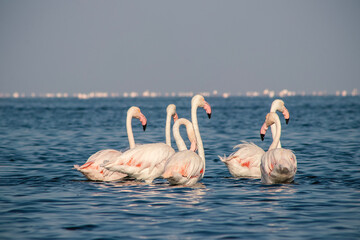 Wall Mural - Wild african birds. Group birds of pink african flamingos  walking around the blue lagoon on a sunny day