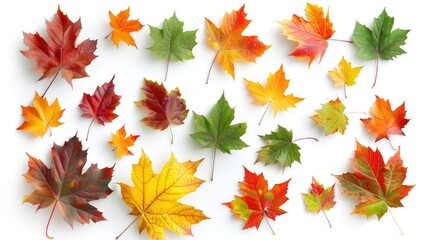 Sticker - Colorful maple leaves on white background for fall deco