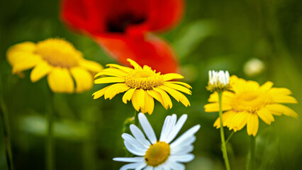 Wall Mural - Yellow daisy flowers in a meadow