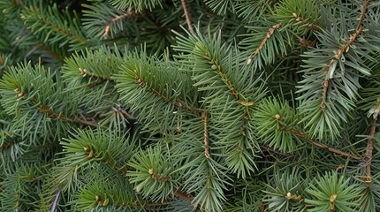 Canvas Print - close up of pine needles