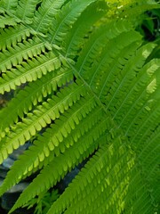 background fern leaves close up, macro photo, green wallpaper texture summer colorful, plant ecology