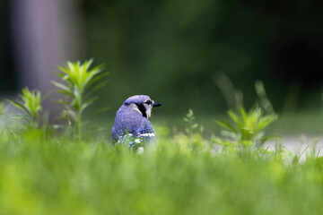 Wall Mural - The Blue jay (Cyanocitta cristata )  while searching for food on the meadow