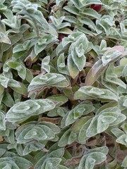 leaves of a fluffy plant close up, decorative macro photo, green wallpaper texture summer colorful