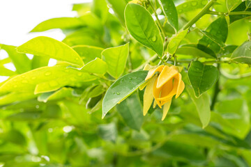 Wall Mural - Ylang Ylang Flower and leaf on tree.