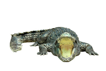 Fototapete - Large Crocodile open mouth isolated on transparent background png file