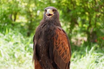 A hawk stands on a branch.