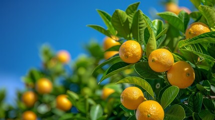 Wall Mural - Lemon Tree with Blue Sky: A shot of a lemon tree filled with ripe lemons, set against a clear blue sky.