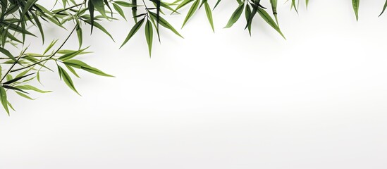 Leinwandbilder - Bamboo leaves against a white backdrop in a copy space image.