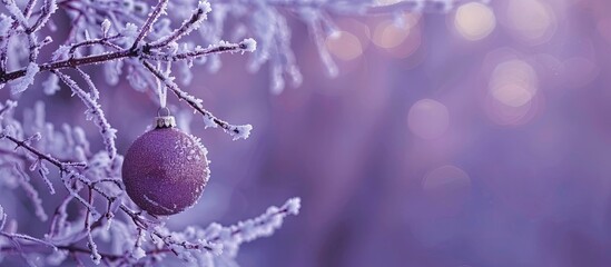 Poster - Frost-covered branches adorned with a Christmas bauble over a violet background, conveying a festive Xmas and New Year concept. Ideal for a copy space image.